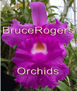 Bruce Rogers Orchids